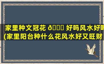 家里种文冠花 🐎 好吗风水好吗(家里阳台种什么花风水好又旺财)